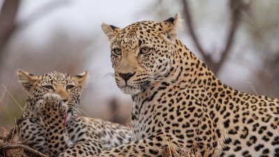 Leoparden Mutter mit Nachwuchs in Sabi Sand (Alexander Mirschel)  Copyright 
Infos zur Lizenz unter 'Bildquellennachweis'